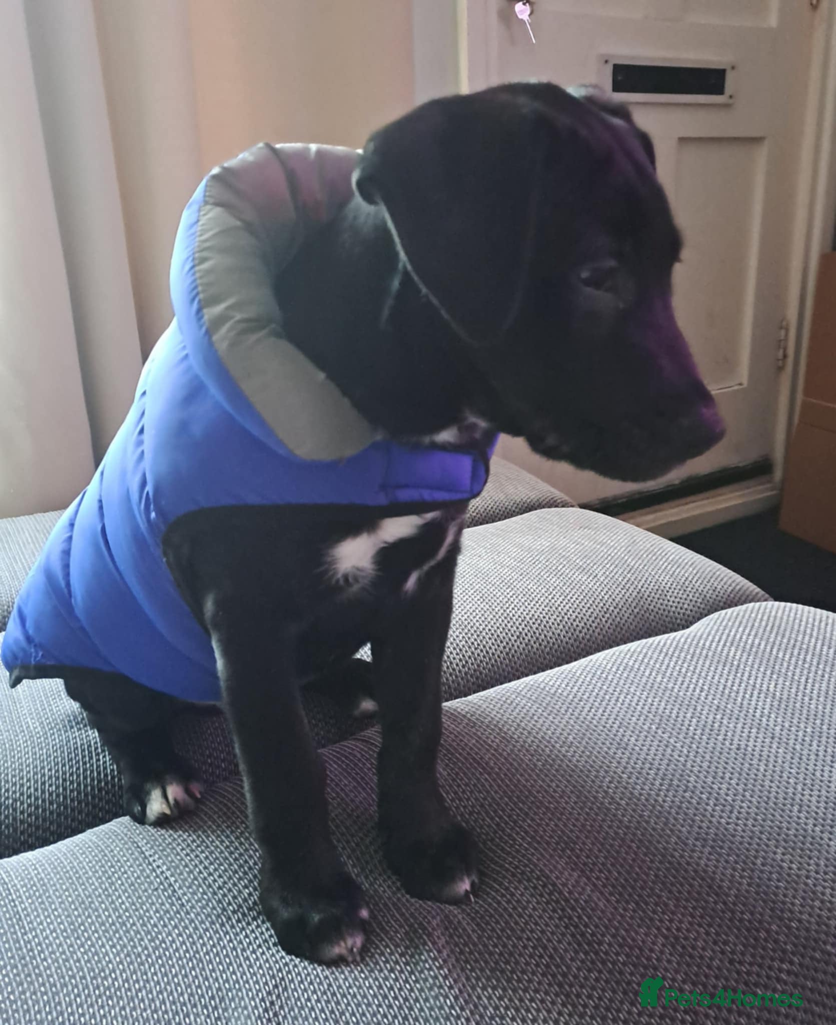 Mixed Breed dogs ollie  - Advert 1