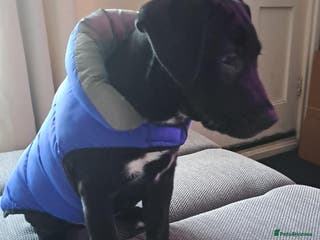 Mixed Breed dogs ollie - Advert 9