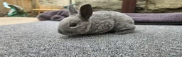 Rex rabbits for sale: Rex & Mini Rex Kits Available - Advert 10