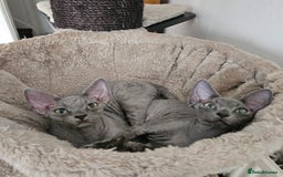Devon Rex cats for sale: Two Liliac boys available in Manchester - Image 10