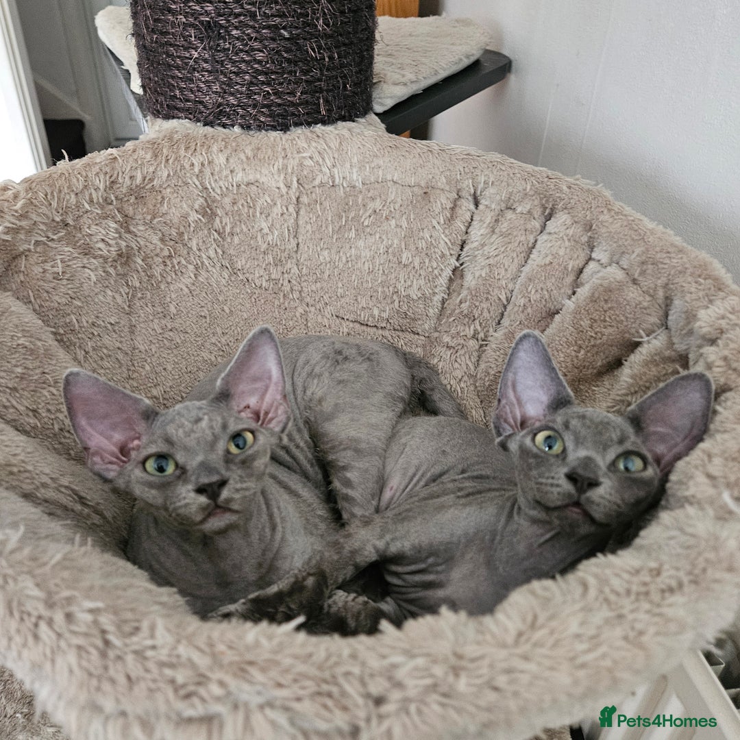 Devon Rex cats for sale: Two Liliac boys available in Manchester - Image 10