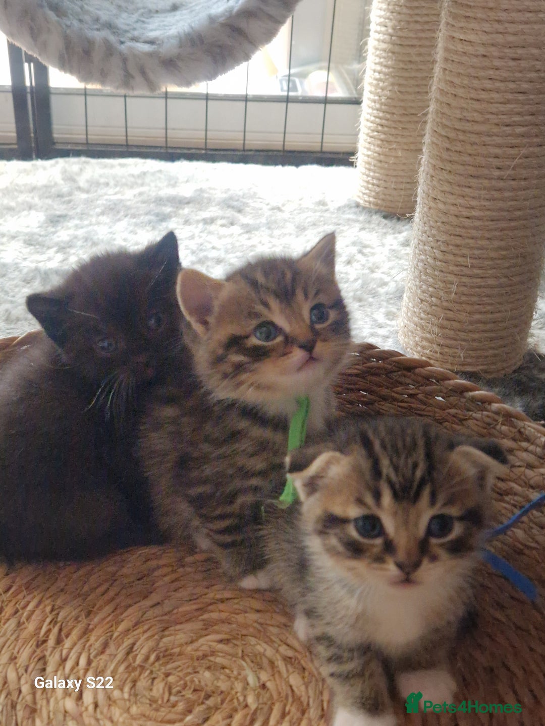 Scottish Fold cats for sale: Scotish fold/straight kittens  - Advert 26