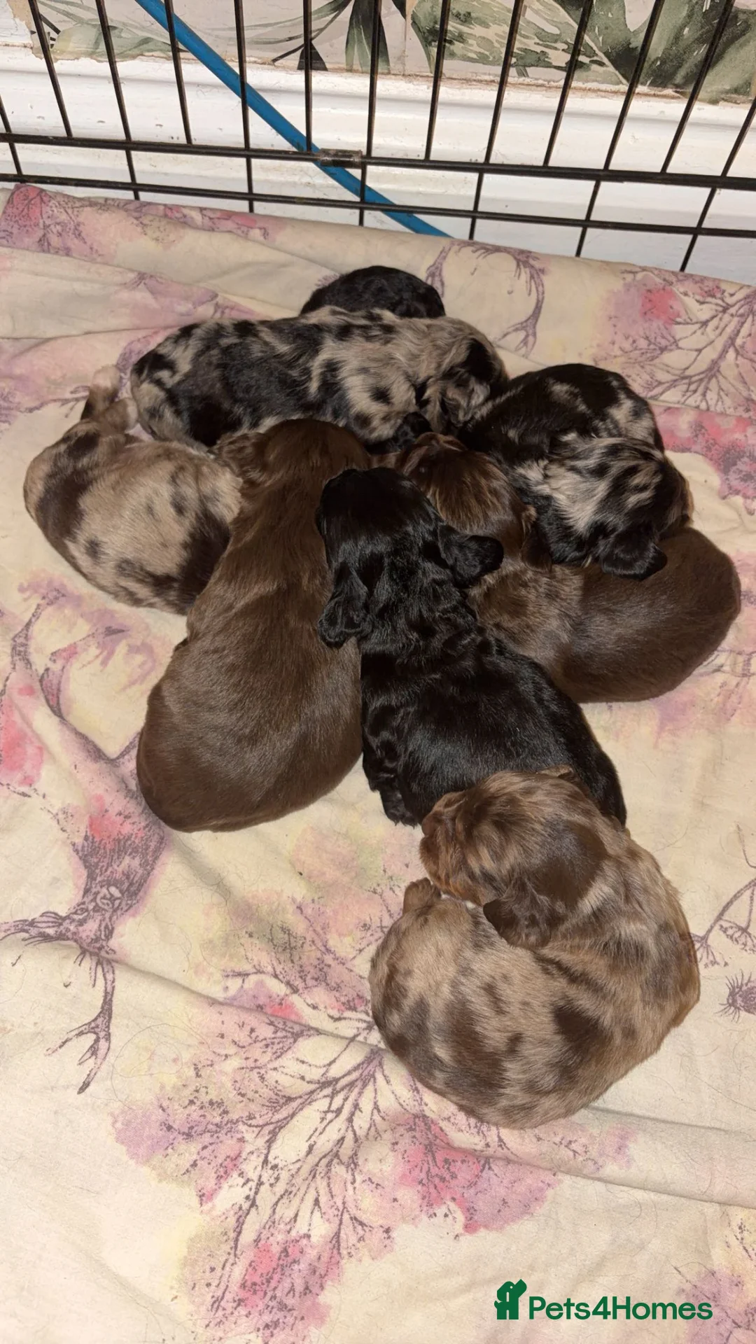 Cocker Spaniel dogs for sale: Cocker spaniel puppies - Advert 2