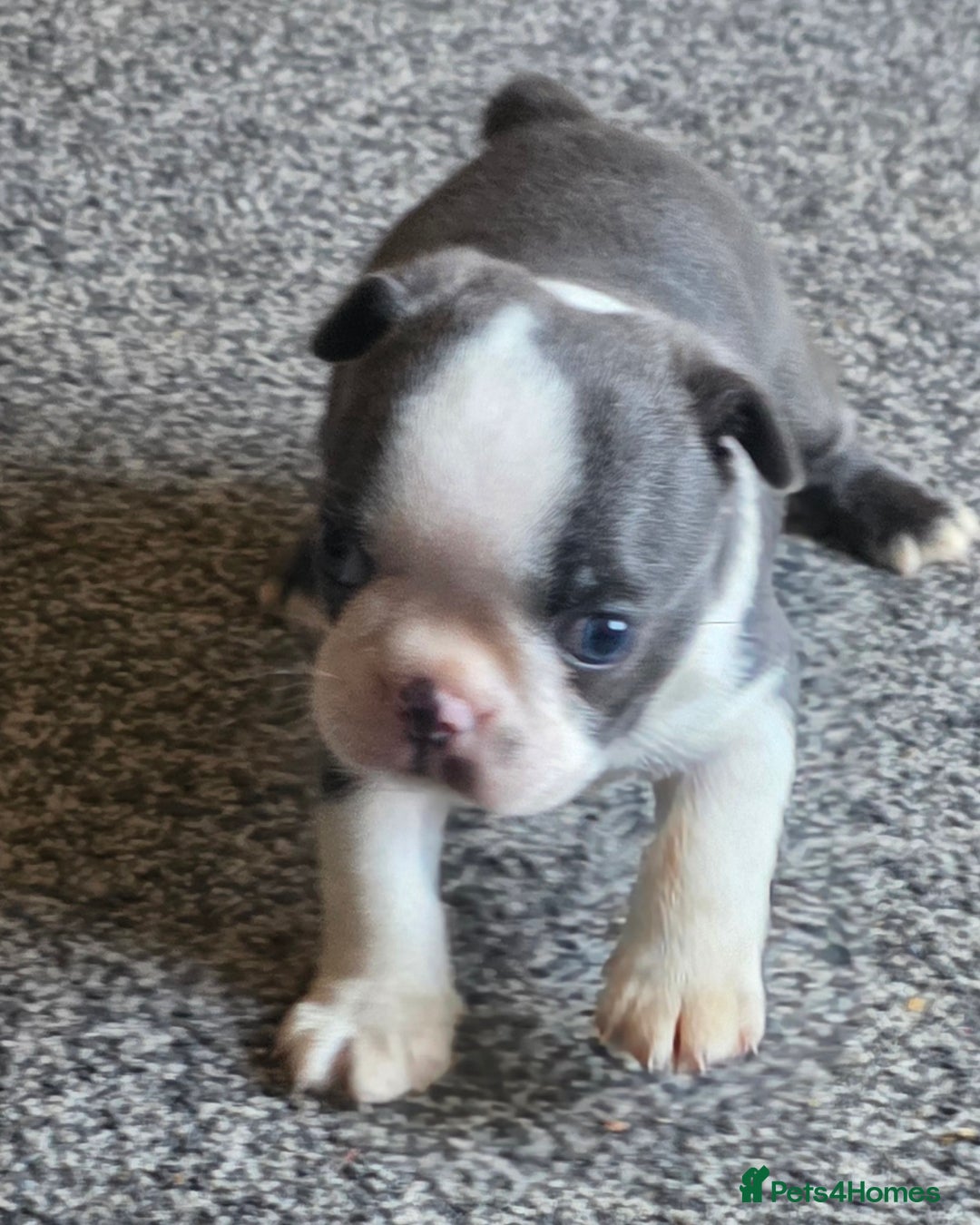 Boston Terrier dogs for sale: Stunning Rare Blue Boy  - Advert 3