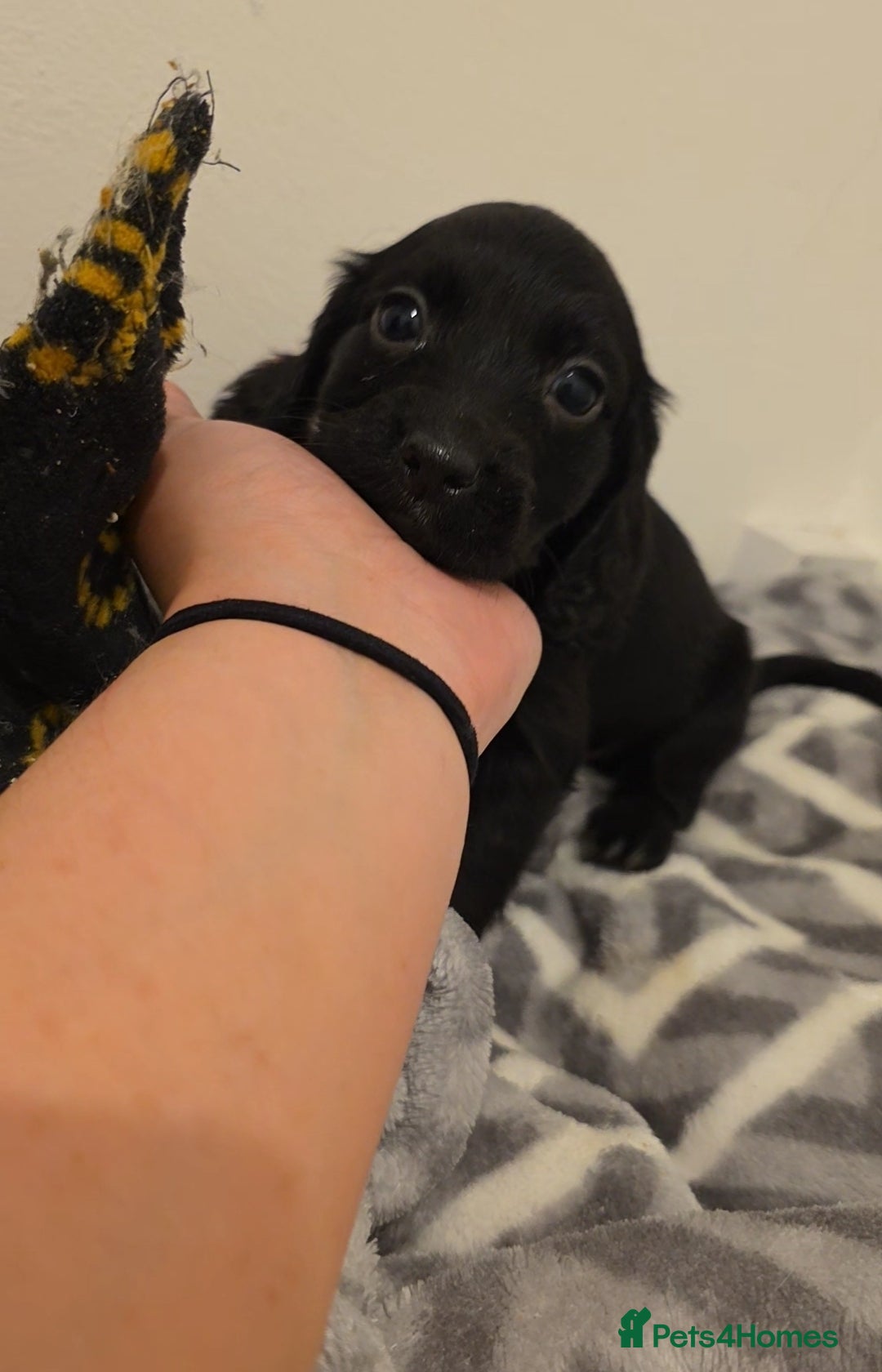 Cocker Spaniel dogs for sale: ✨️ 🐾COCKER SPANIEL🐾✨️- ⚠️LITTER DUE DECEMBER ⚠️  - Advert 9