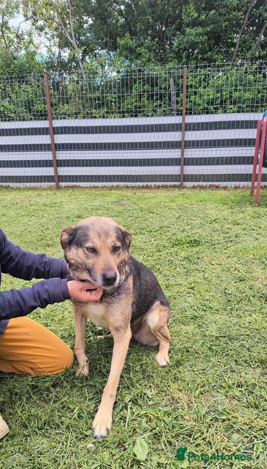 Mixed Breed dogs for adoption: Heart 💖  - Advert 4