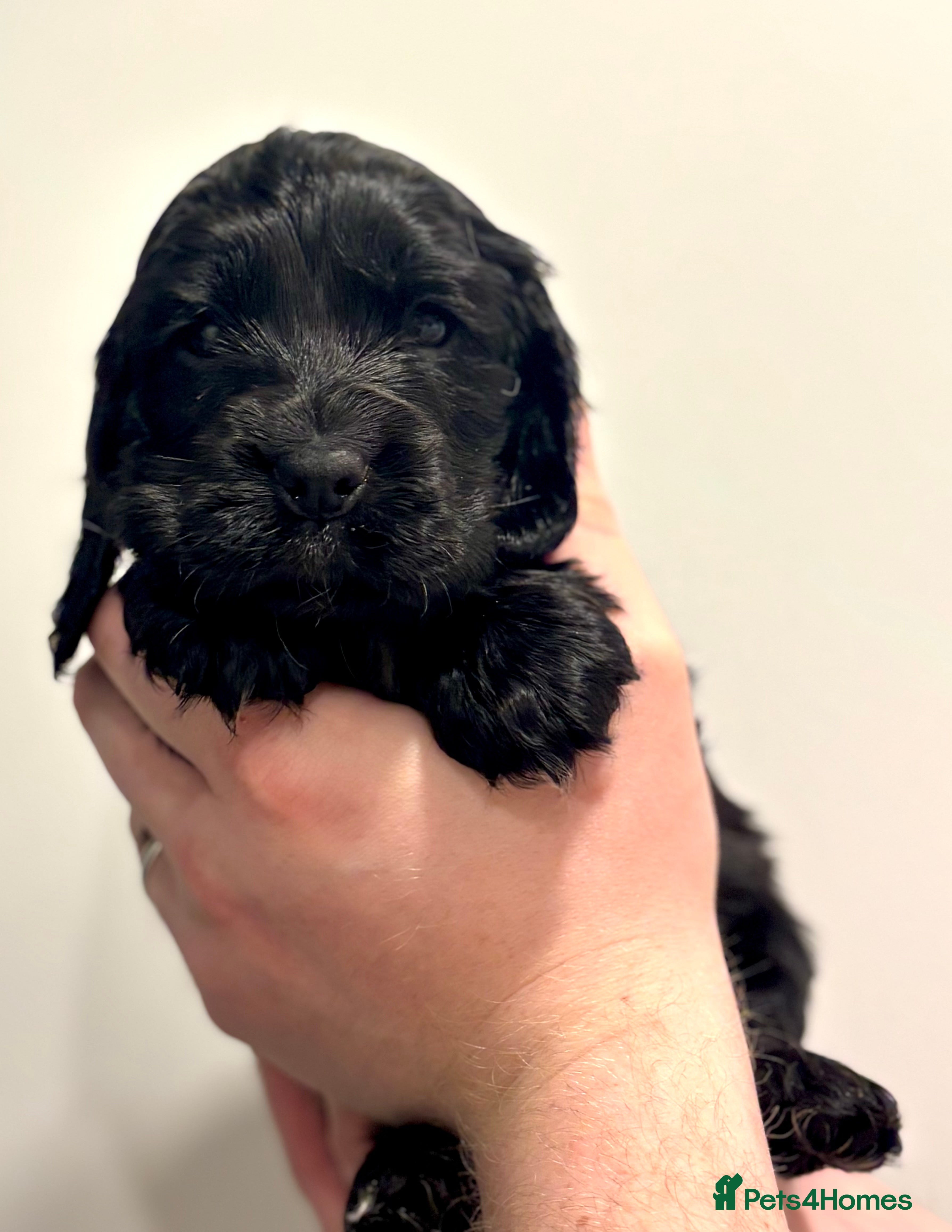 Cocker Spaniel dogs Outstanding lines Show Cockers, ready 26th Feb - Advert 10