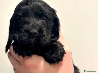 Cocker Spaniel dogs Outstanding lines Show Cockers, ready 26th Feb - Advert 10