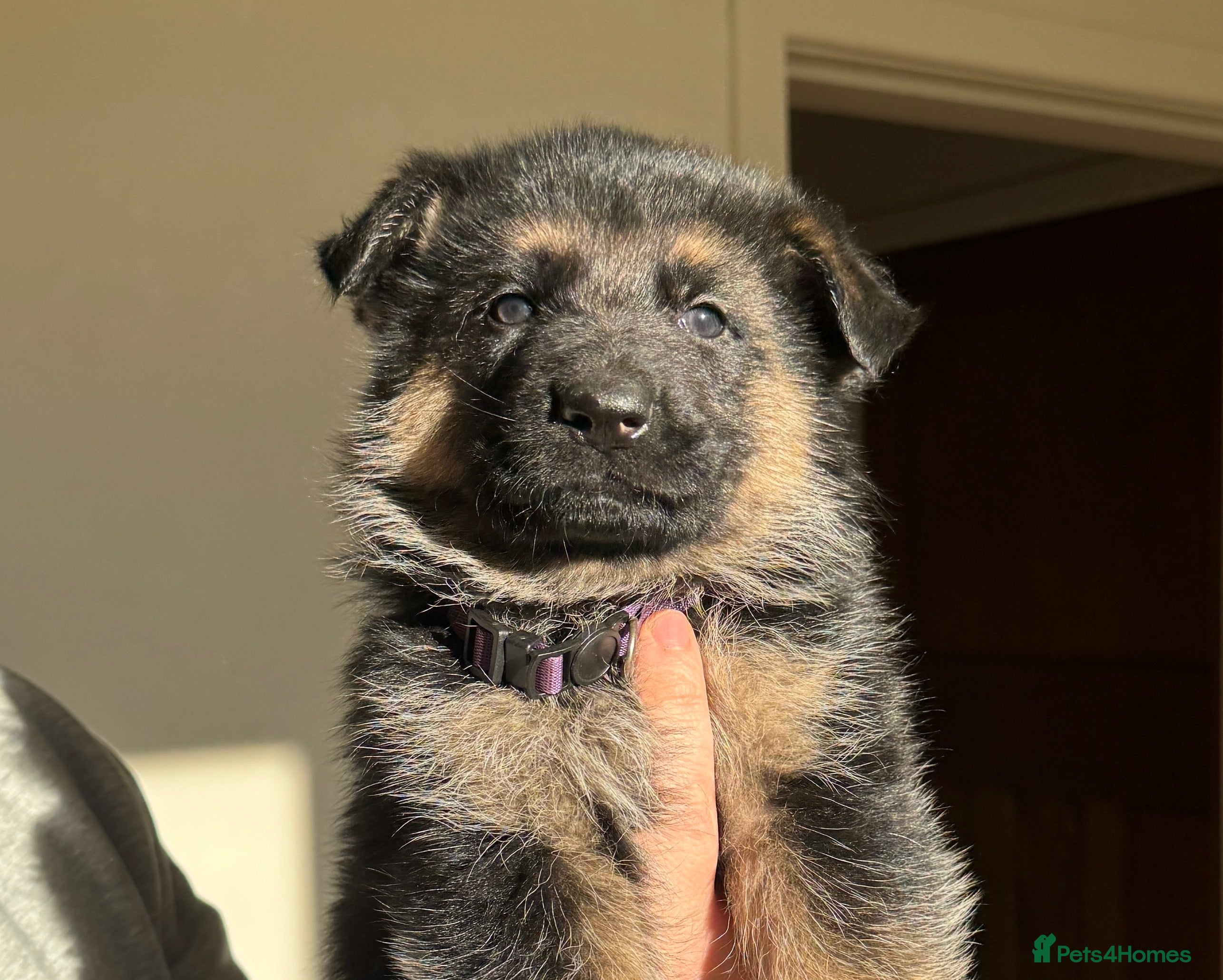 German Shepherd dogs 1 Boy & 1 Girl Left! GSD Puppies - Advert 16