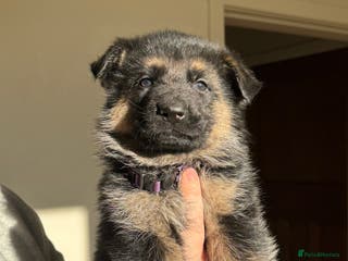 German Shepherd dogs 1 Boy & 1 Girl Left! GSD Puppies - Advert 16