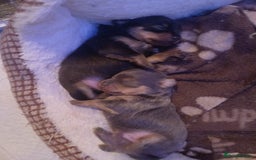 Chiweenie dogs for sale: Pups for sale  - Advert 8