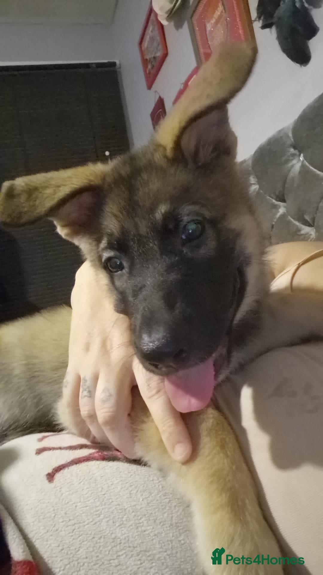 German Shepherd dogs 3month and 19 days girl puppy german shepherd - Advert 1