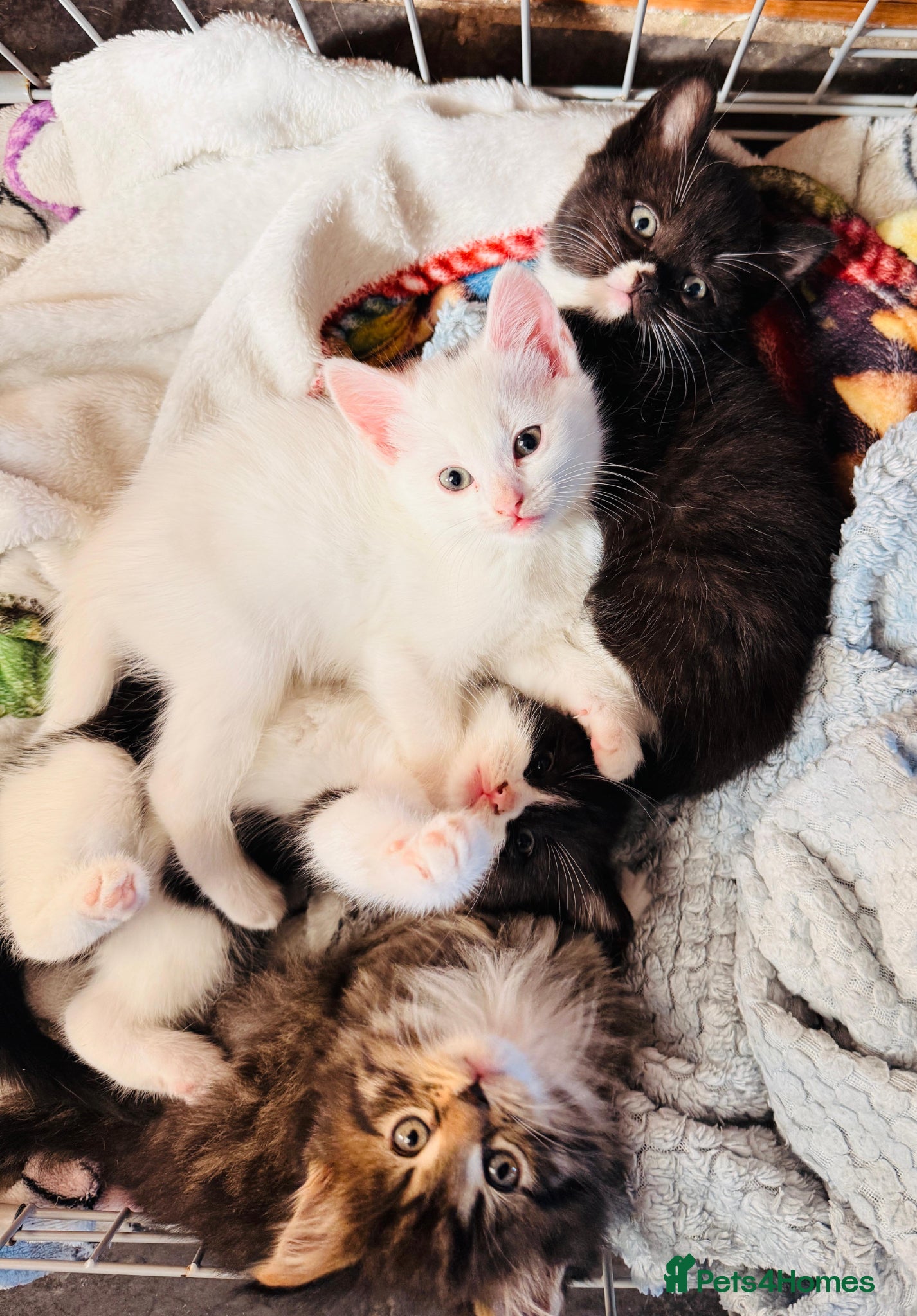 Mixed Breed cats Ready for their forever homes 17th  - Advert 18