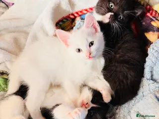 Mixed Breed cats Ready for their forever homes 17th - Advert 18