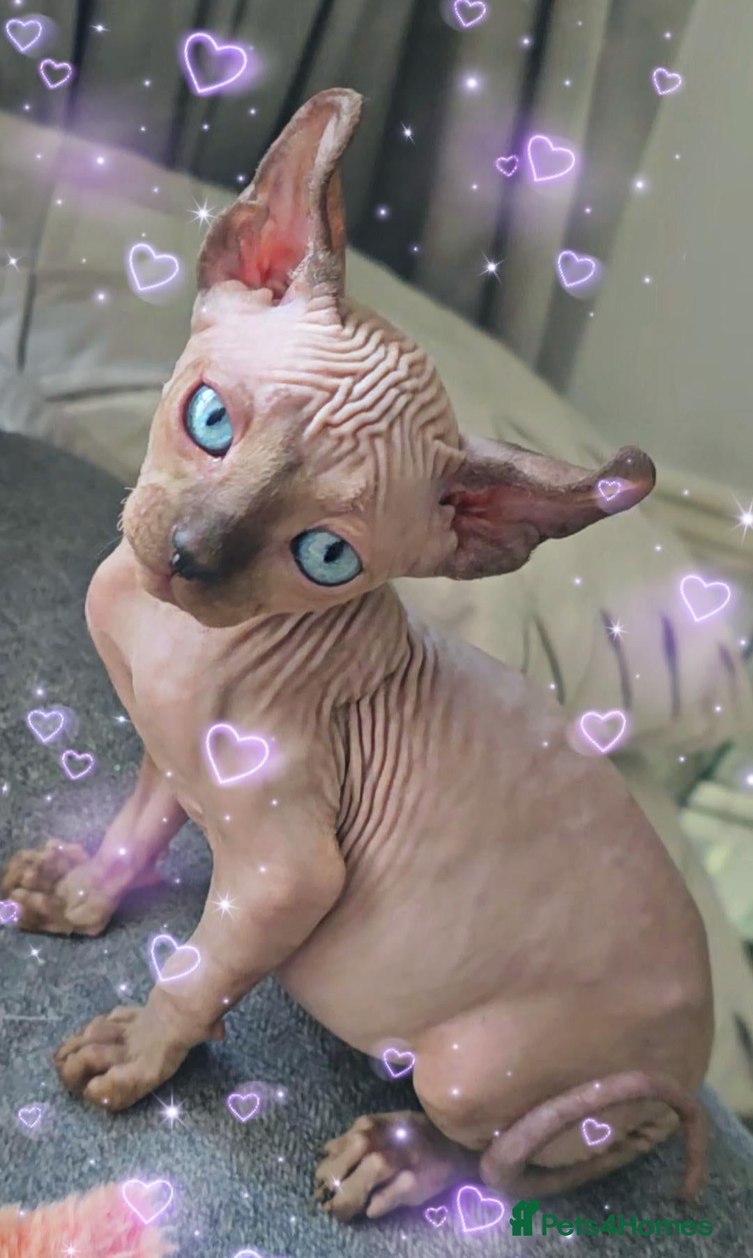 Sphynx cats SPHYNX KITTENS♂️ TICA REG & HEALTH TESTED - Advert 1