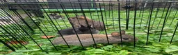 Netherland Dwarf rabbits for sale: Netherland Dwarfs x3 Left READY NOW - Advert 10