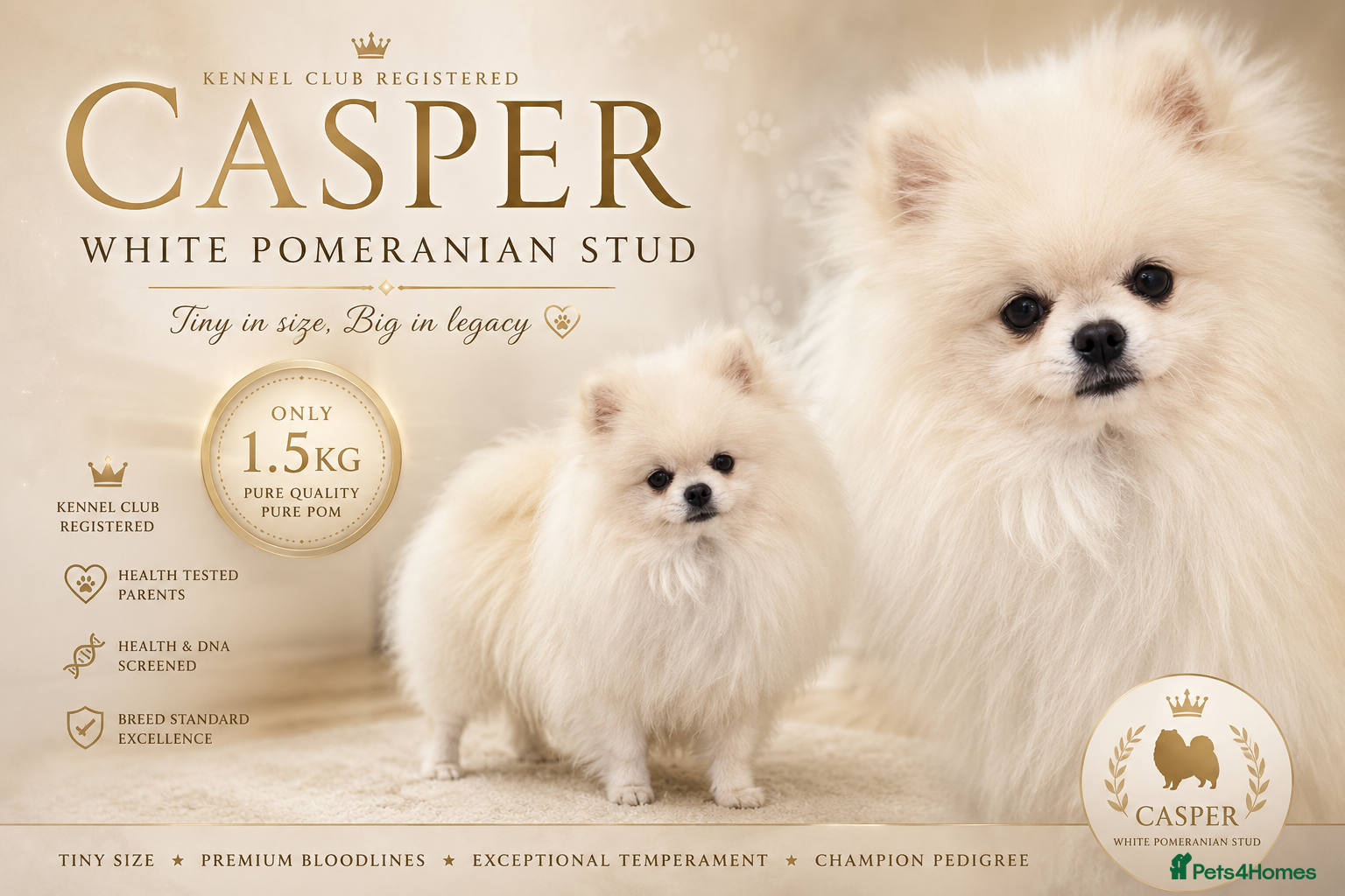Pomeranian dogs Tiny ice white pom stud boy  - Advert 14