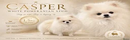 Pomeranian dogs for stud: Tiny ice white pom stud boy  - Advert 3