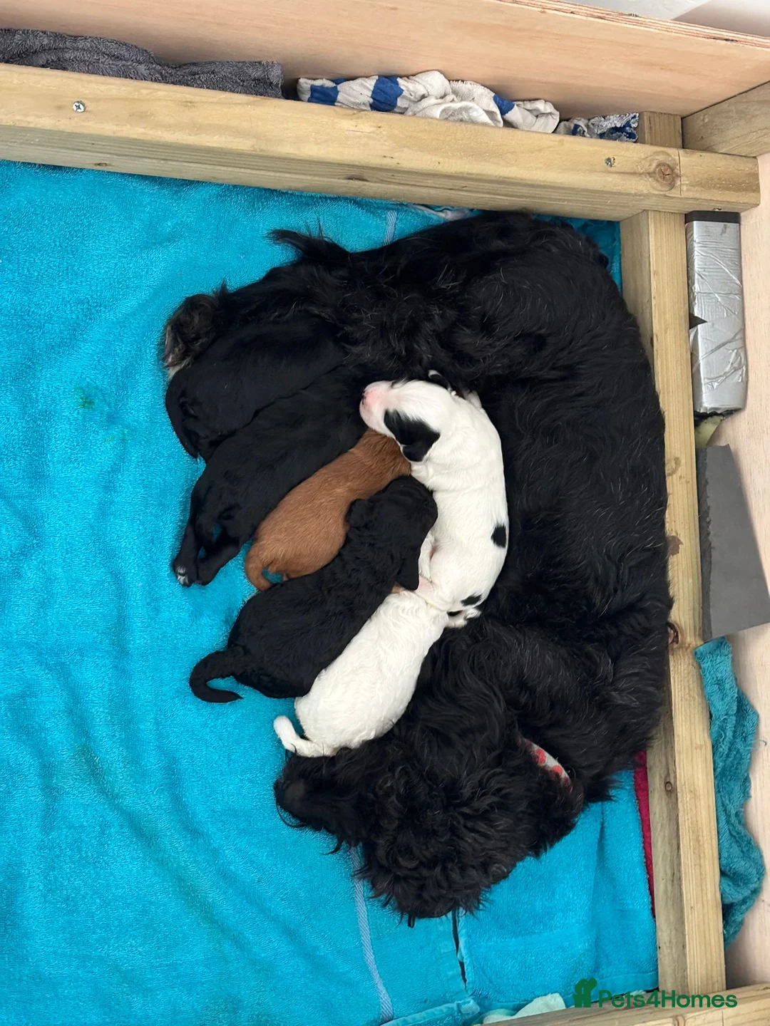 Cockapoo dogs for sale: Cockapoos F2  - Advert 8