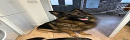 German Shepherd dogs for sale: Gorgeous German shepherd puppies  - Advert 6