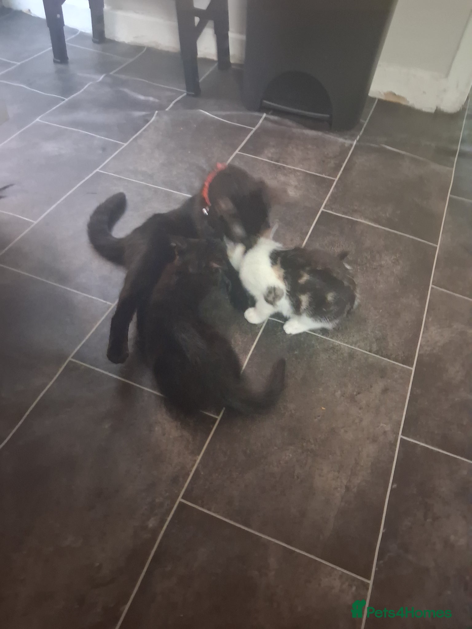 Mixed Breed cats Kittens ready - Advert 6