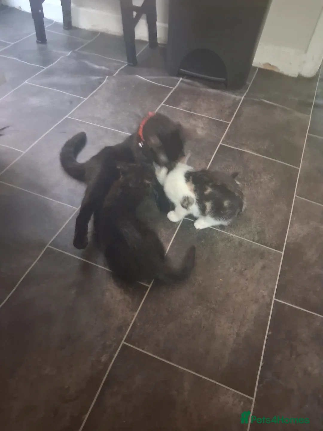 Mixed Breed cats for sale: Kittens ready - Advert 1