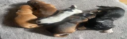 Cocker Spaniel dogs for sale: Show Type Cocker Spaniel Puppies - Advert 4