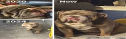 English Bulldog dogs for sale: ☆ showstopping stocky and Rare lilac tri pups ☆  - Advert 21