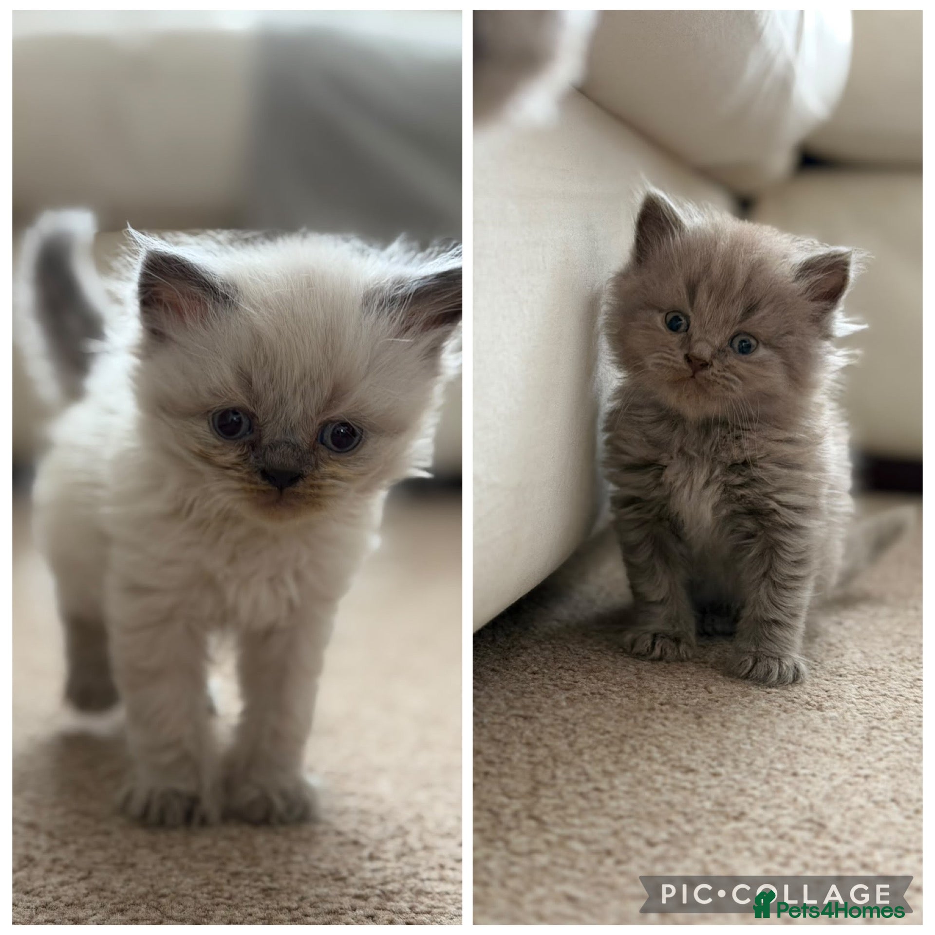 British Shorthair cats 💙 JUST 2 LEFT 💙 British Shorthair Kittens  - Advert 17