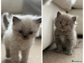 British Shorthair cats 💙 JUST 2 LEFT 💙 British Shorthair Kittens - Advert 17