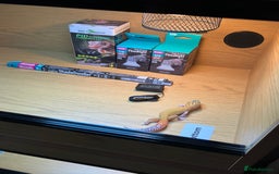 Leopard Gecko reptiles for sale: Leopard Gecko + Vivarium Setup Kit - Image 9