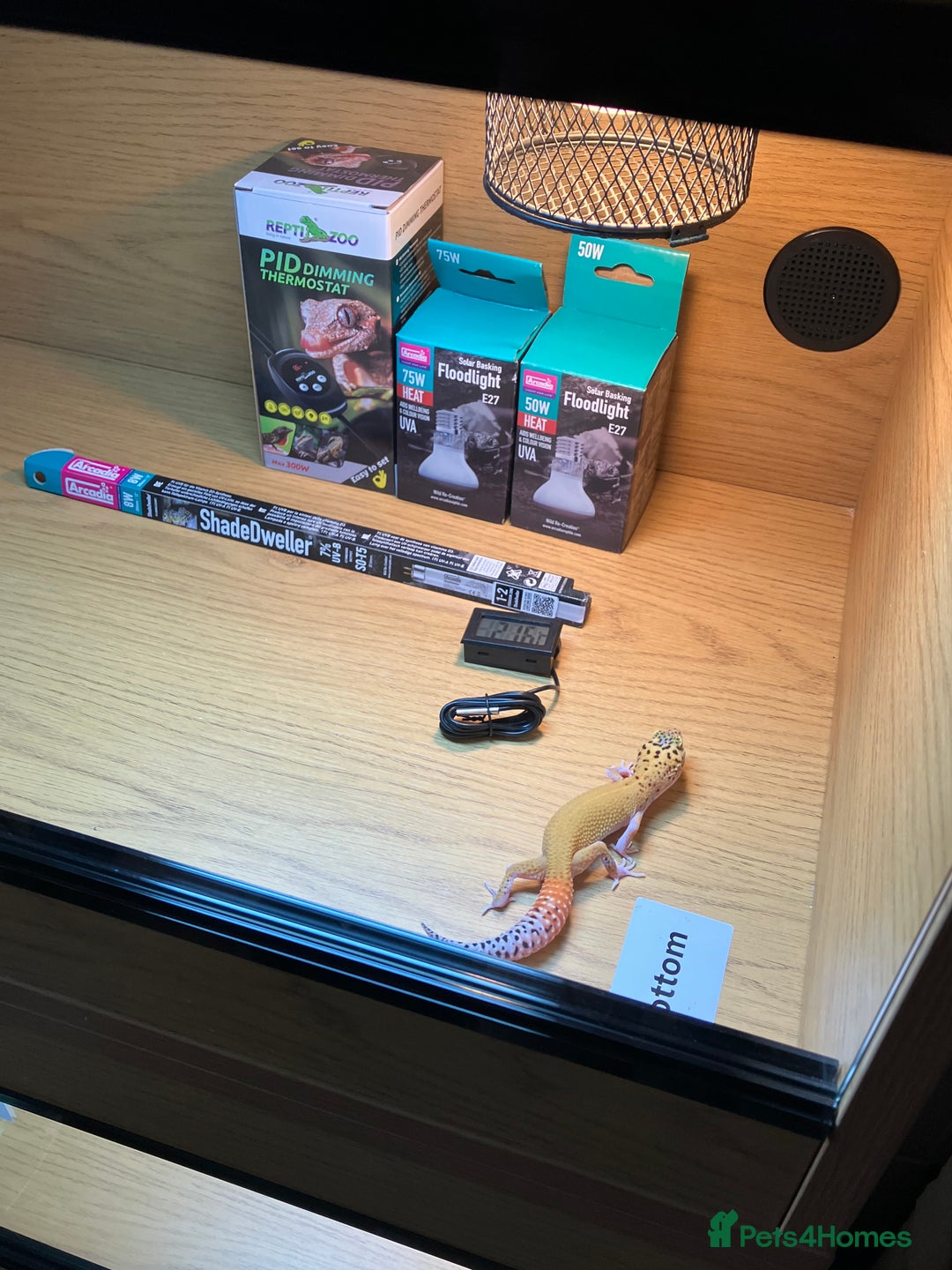 Leopard Gecko reptiles for sale: Leopard Gecko + Vivarium Setup Kit - Image 9