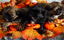 Shih Tzu dogs for sale: Shih tzu puppies - Image 1