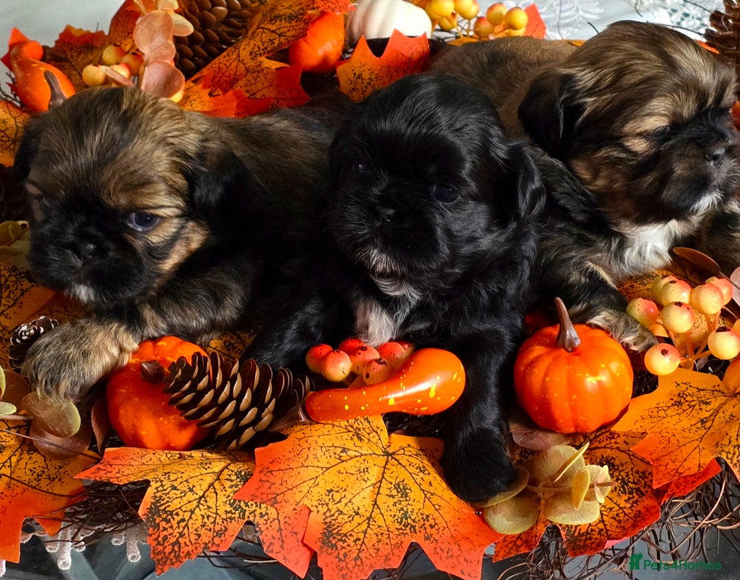 Shih Tzu dogs for sale: Shih tzu puppies - Image 1