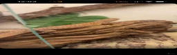 Monitor reptiles for sale: Ackie monitor  - Advert 2