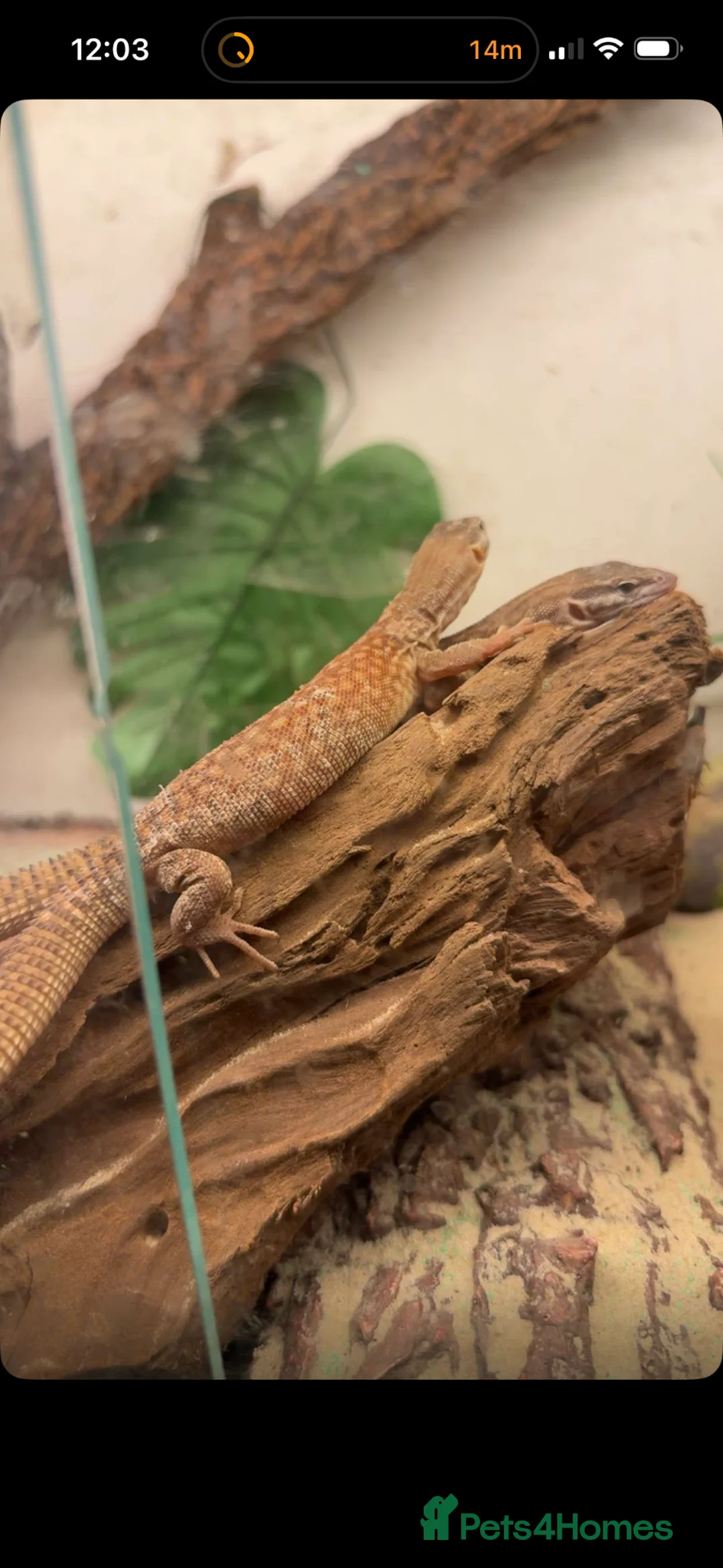Monitor reptiles for sale: Ackie monitor  - Advert 2