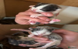 Mixed Breed cats for sale: Two beautiful boys ready for a new home  - Image 8