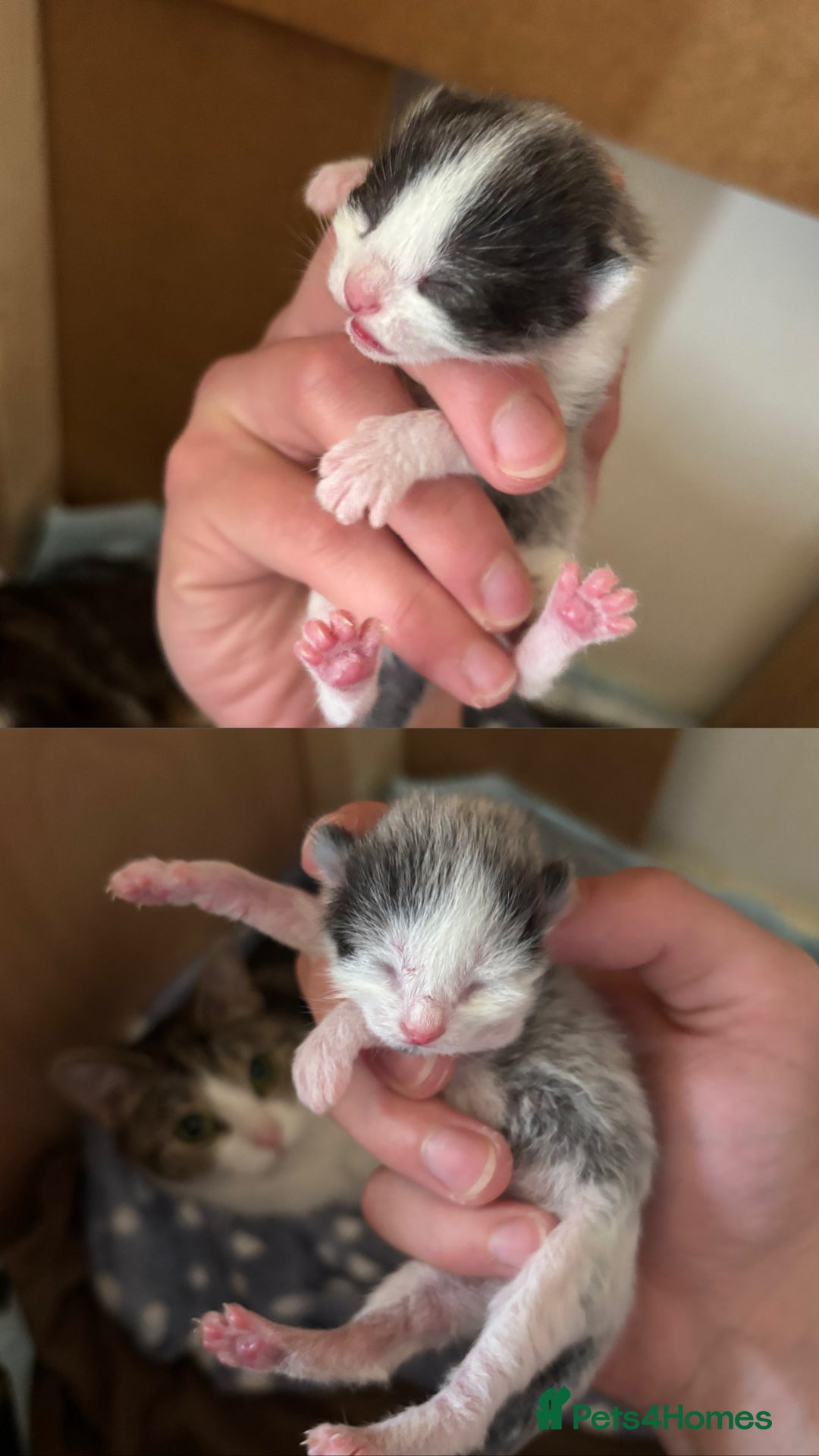 Mixed Breed cats for sale: Two beautiful boys ready for a new home  - Image 8