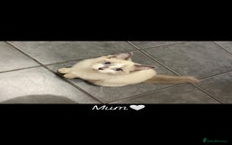 Ragdoll cats for sale: Ragdoll X kittens  - Image 1
