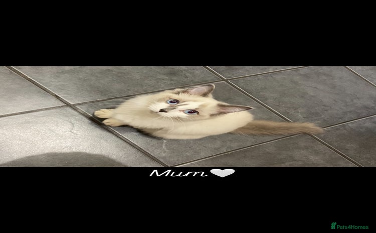 Ragdoll cats - Advert 8