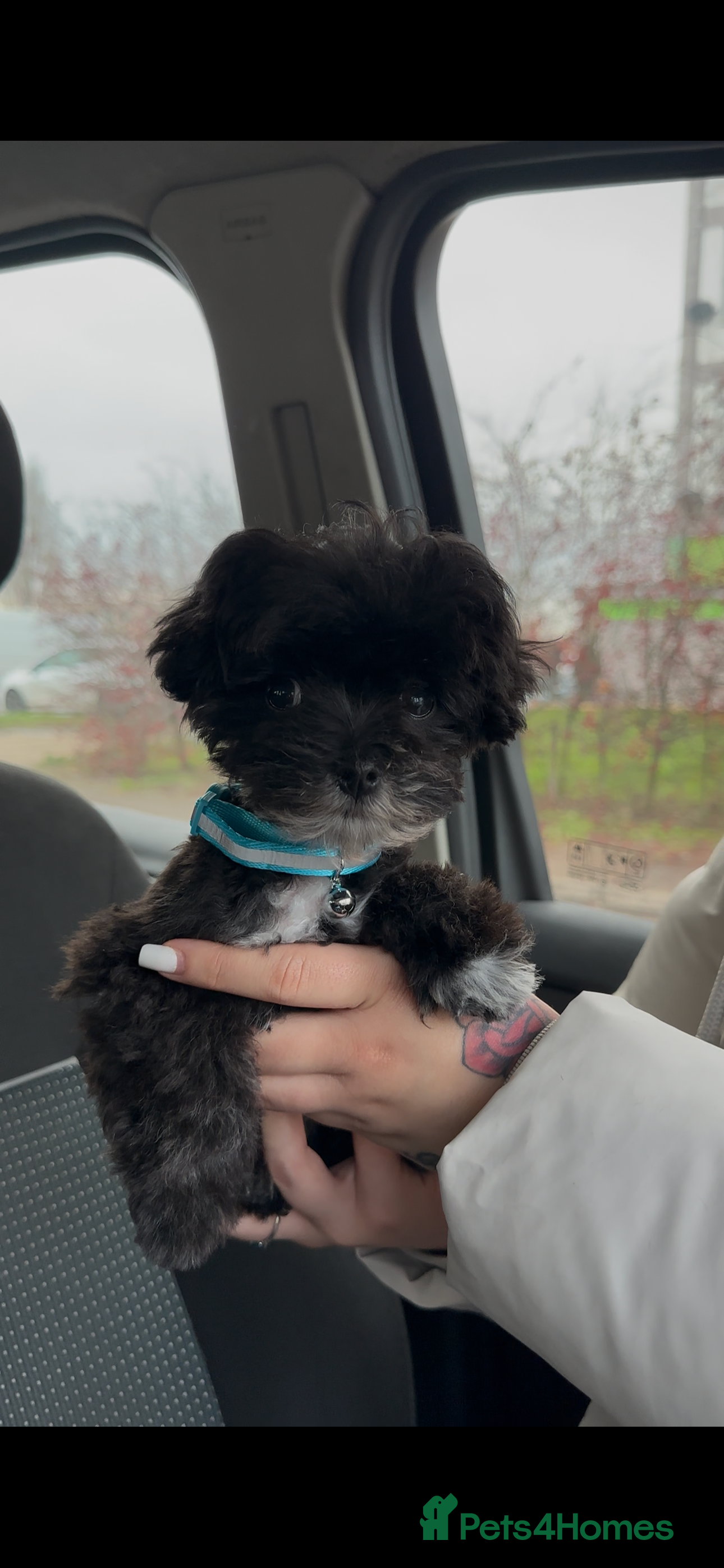 Maltipoo dogs F1 Toy Maltipoos - Advert 13