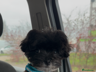 Maltipoo dogs F1 Toy Maltipoos - Advert 13