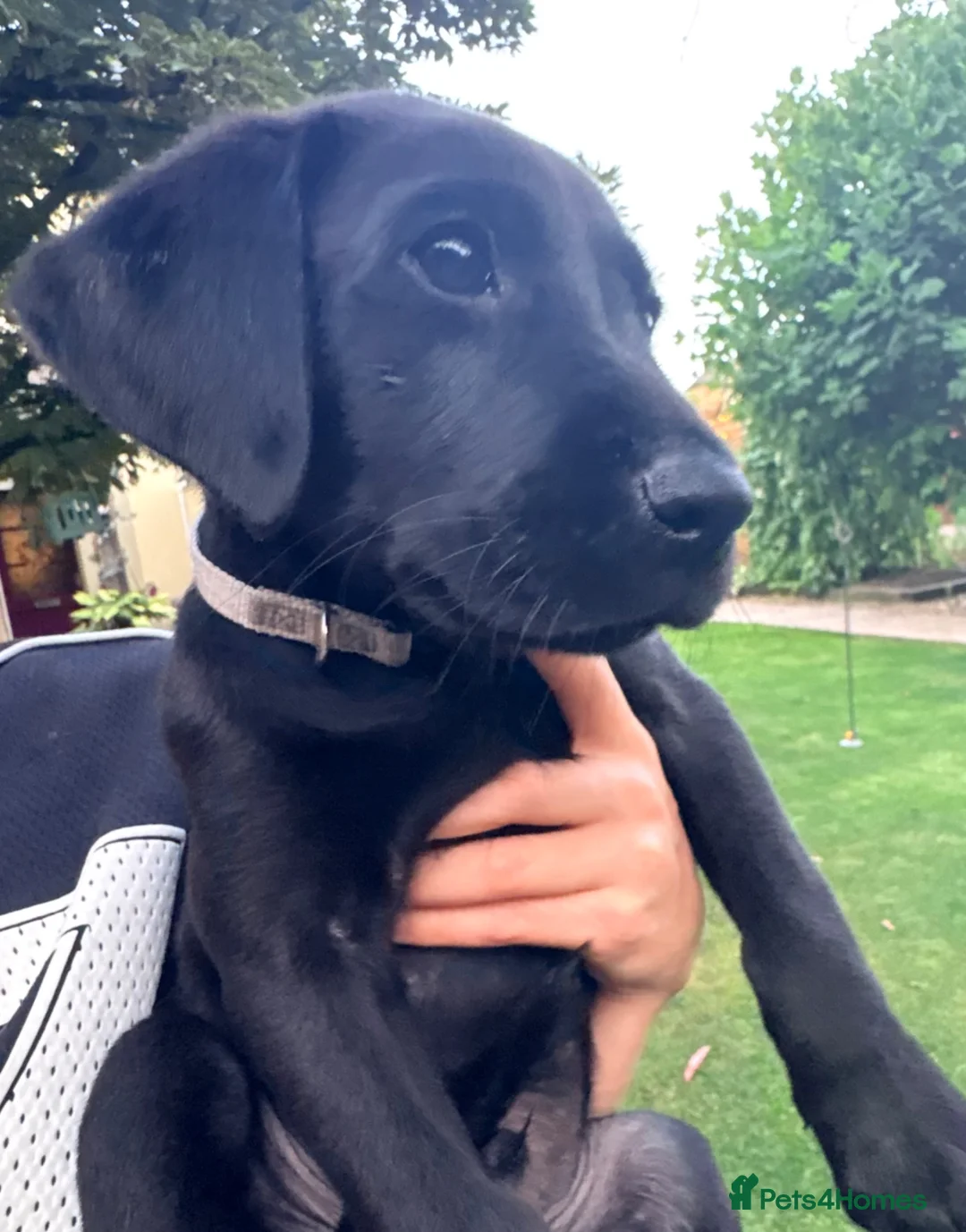 Labrador Retriever dogs for sale: KC Reg Black Labrador Puppies (£1500 Fixed Price) - Advert 26