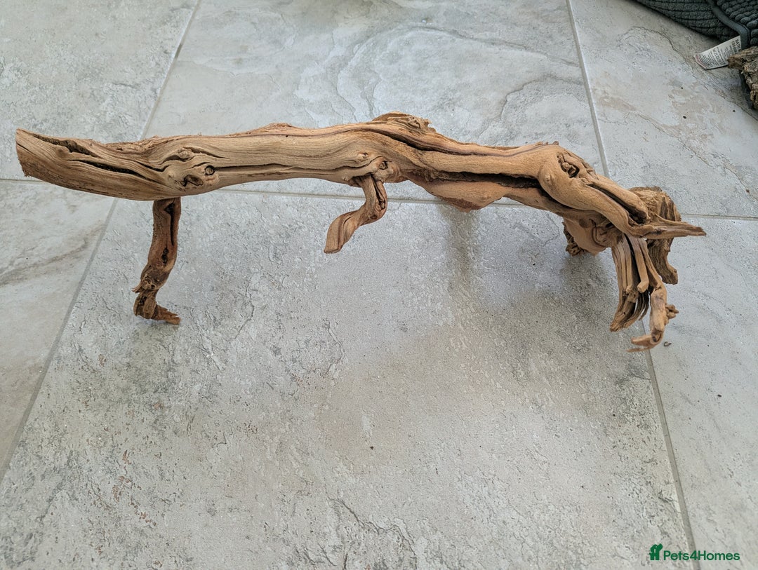 Corn Snake reptiles for sale: Male Corn Snake 2 Years - Image 11