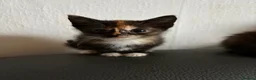 Mixed Breed cats for sale: Kittens - Advert 2