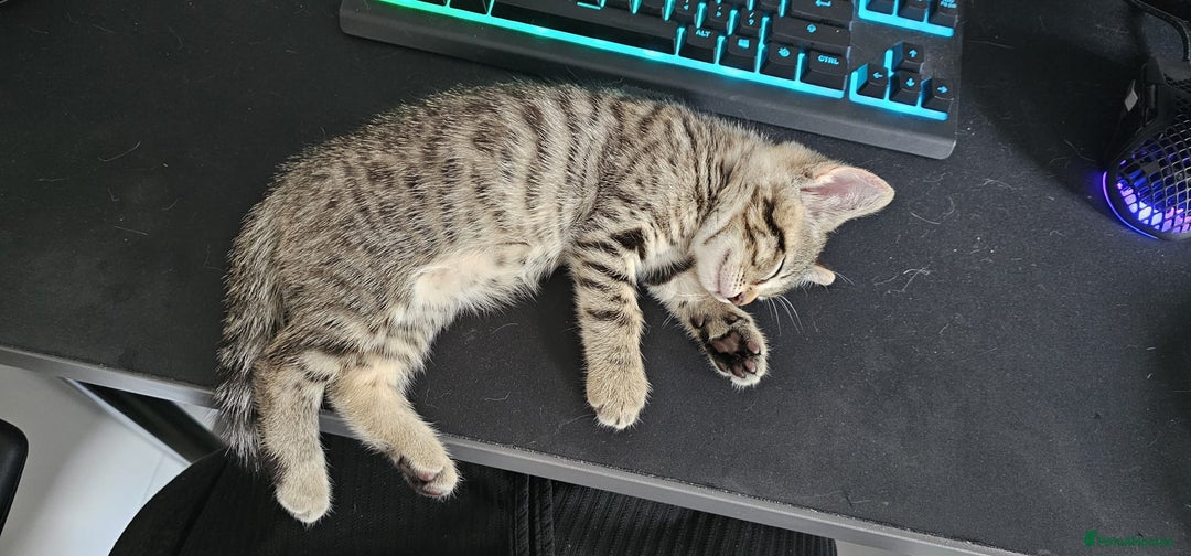 Bengal cats for sale: Beautiful Bengal Boy - Image 4