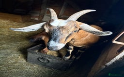 Goats livestock for sale: Pygmy goats  - Image 8