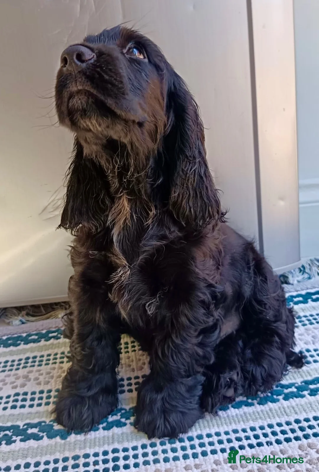 Cocker Spaniel dogs for sale: My name is Benny in Spalding - Advert 5