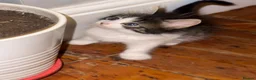 Mixed Breed cats for sale: 6 gorgeous kittens for sale - Advert 22