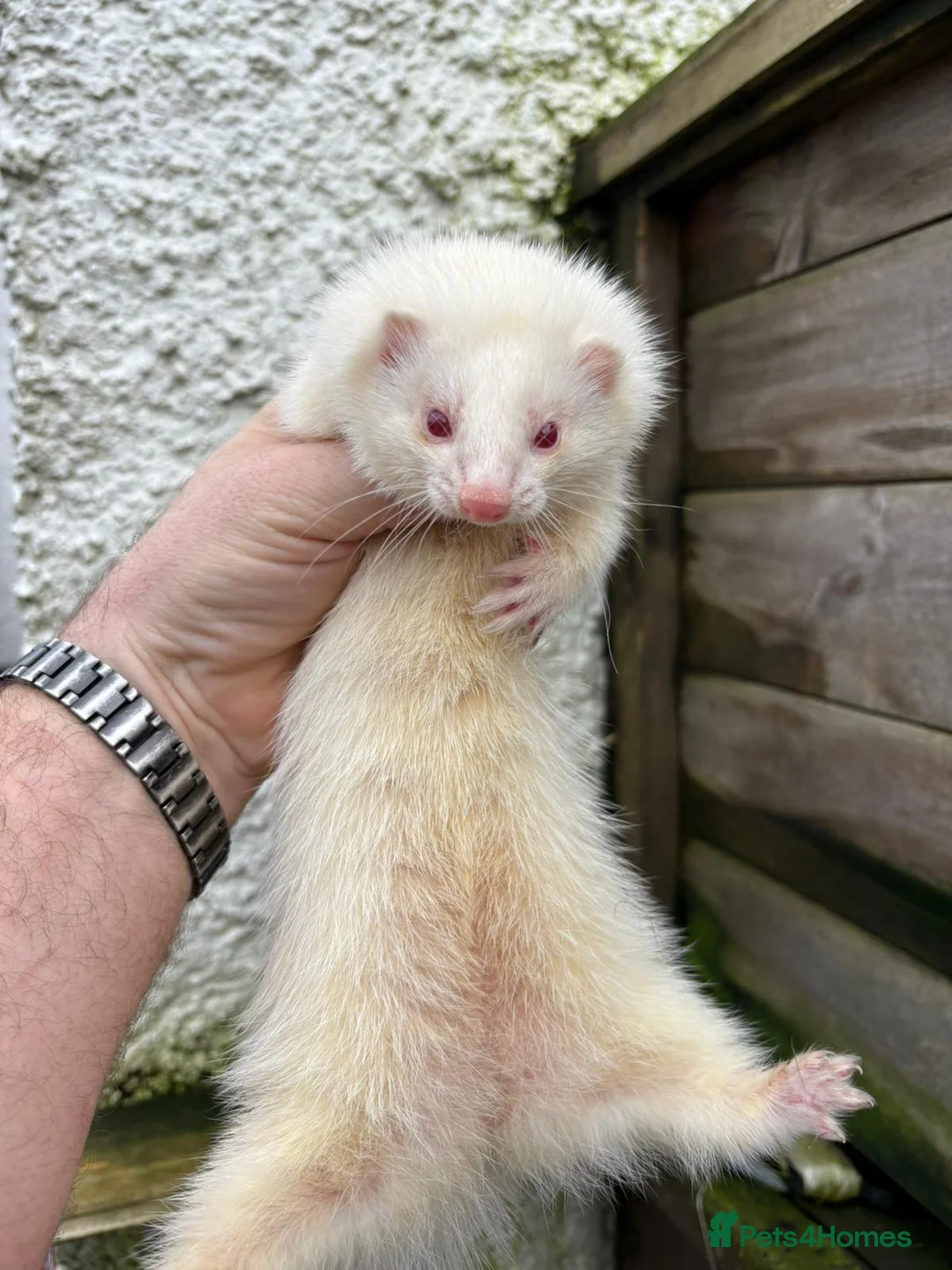 Ferret rodents for sale: Ferrets for sale  - Advert 4